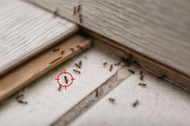Best Pest Prevention Services  in Yankton, SD