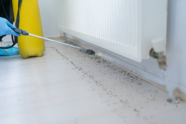 Best Flea Control Services  in Yankton, SD